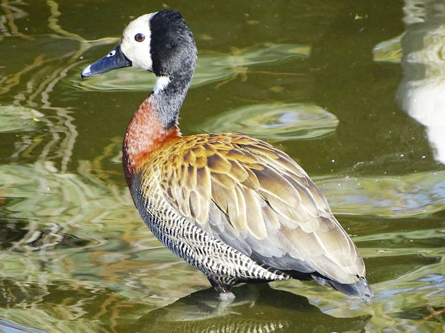 Solicitaron información al gobierno entrerriano sobre la matanza de animales autóctonos que se autorizó