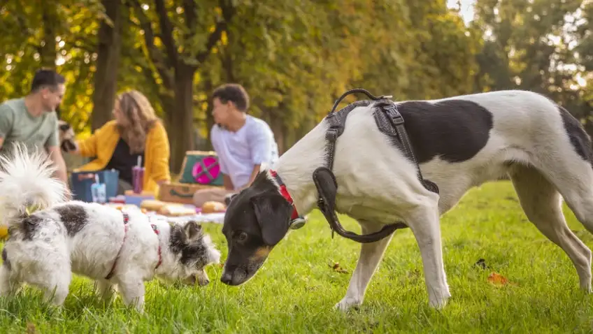Complejo respiratorio infeccioso canino: la enfermedad de los perros sociables
