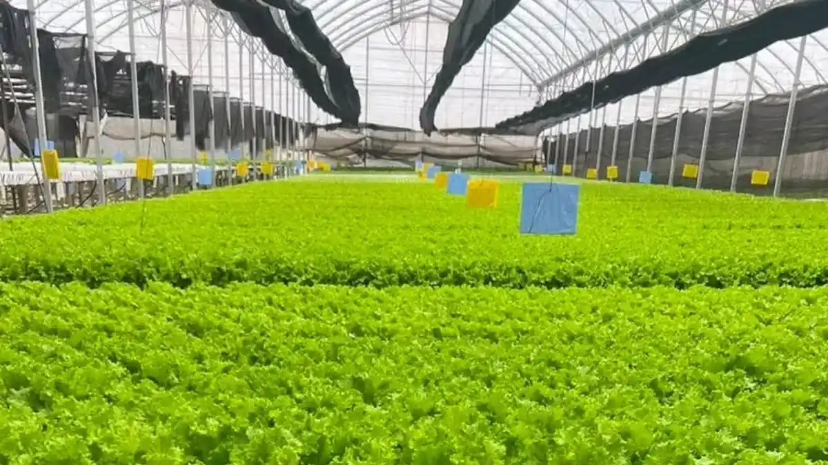 Lechugas, tomates y pimientos mendocinos se han convertido en las estrellas del nuevo sistema