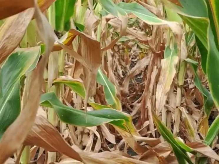 La sequía pega fuerte en el sur entrerriano y genera preocupación por la caída de los rindes de maíz y soja