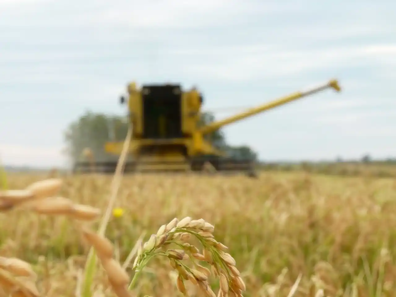 En Entre Ríos preocupa la constante baja en la superficie sembrada de arroz