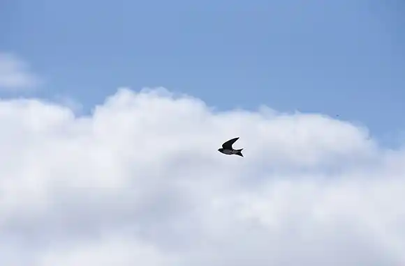 Lunes algo nublado con aumento de la temperatura en Rosario