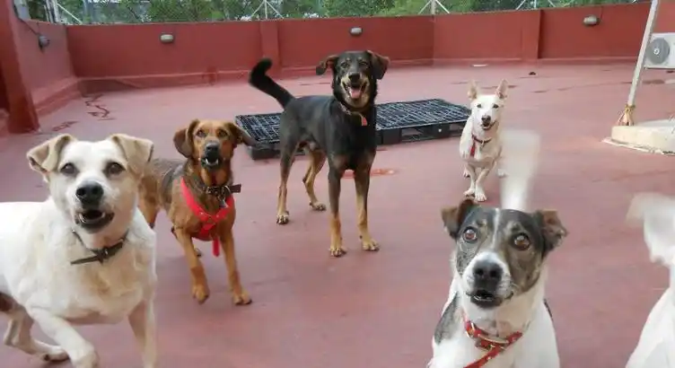 Mascotas: las guarderías deberán registrarse