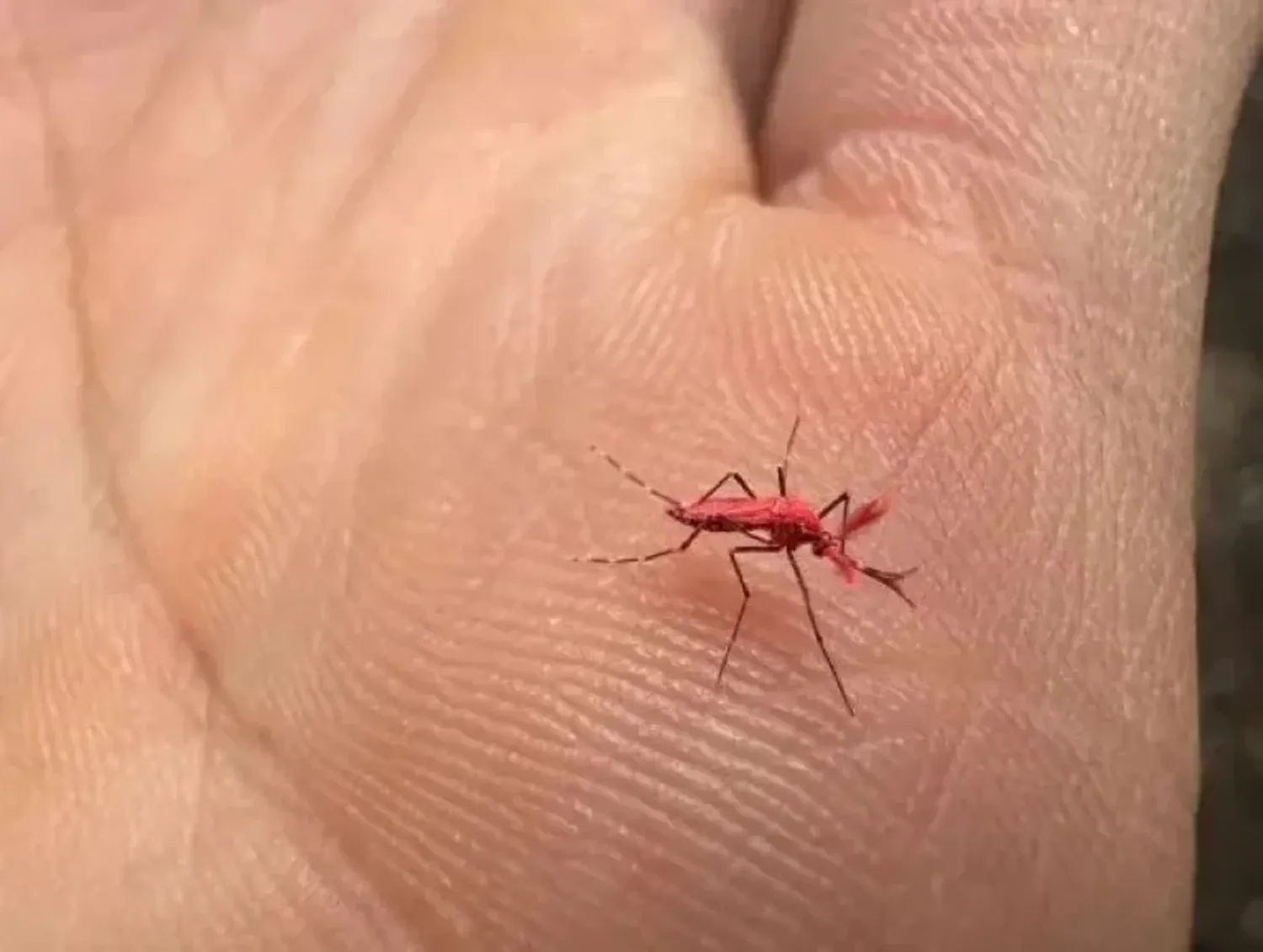 Mosquito Rojo