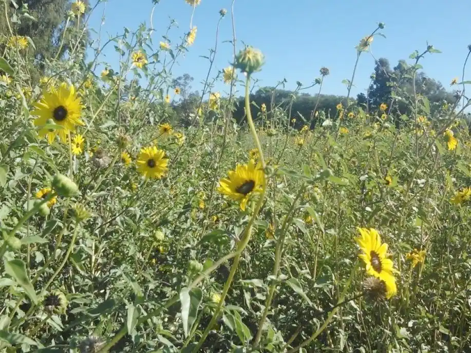 Por peso, Argentina alcanzó un récord de venta agroindustrial