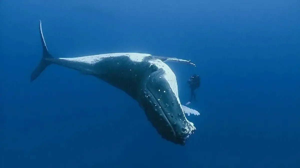¡AL PARECER ESTÁ HERIDA! AVISTAN ballena jorobada en Morrocoy