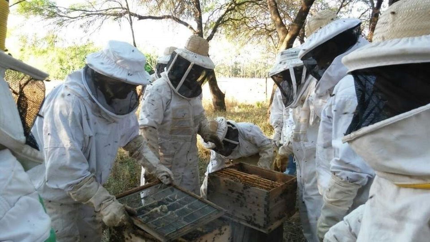 Se llevará adelante la Semana de la Miel en diversas localidades del interior