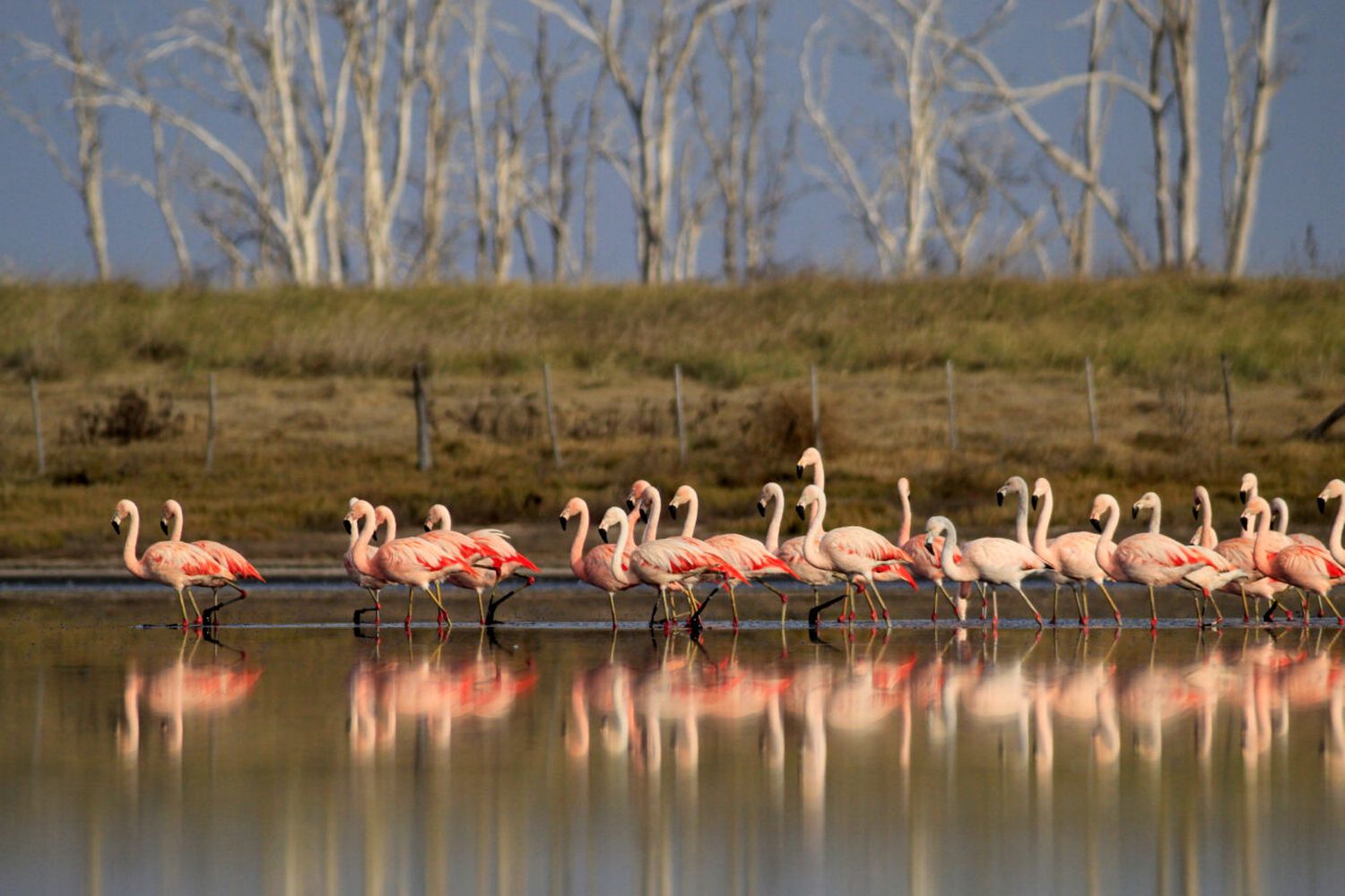 Como cada invierno, los flamencos vuelven a teñir de rosa las aguas del sur sur santafesino 