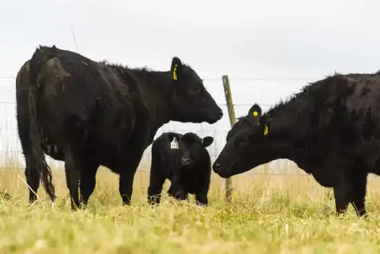 “Cobrar por respirar”: Polémico proyecto de impuesto a los gases emitidos por vacas