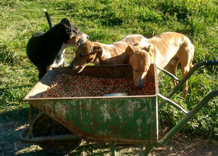 Refugio: gracias a la solidaridad, consiguieron alimento para enero
