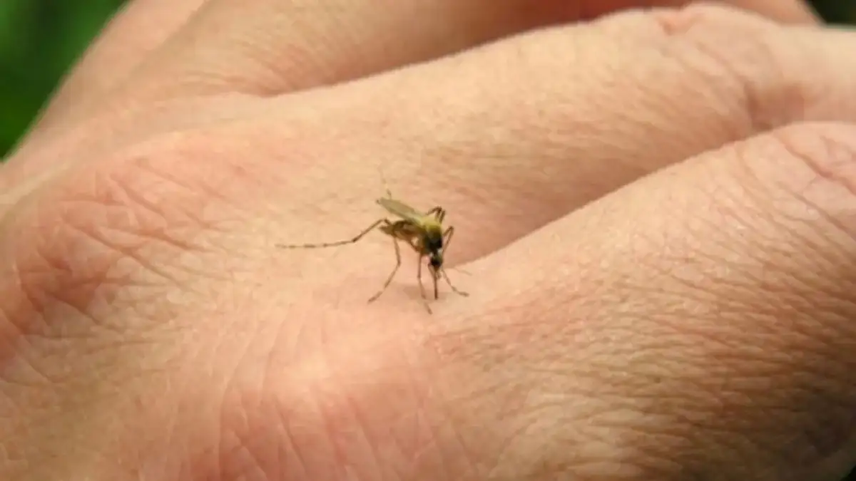 Un compañero fiel del 2025: el mosquito