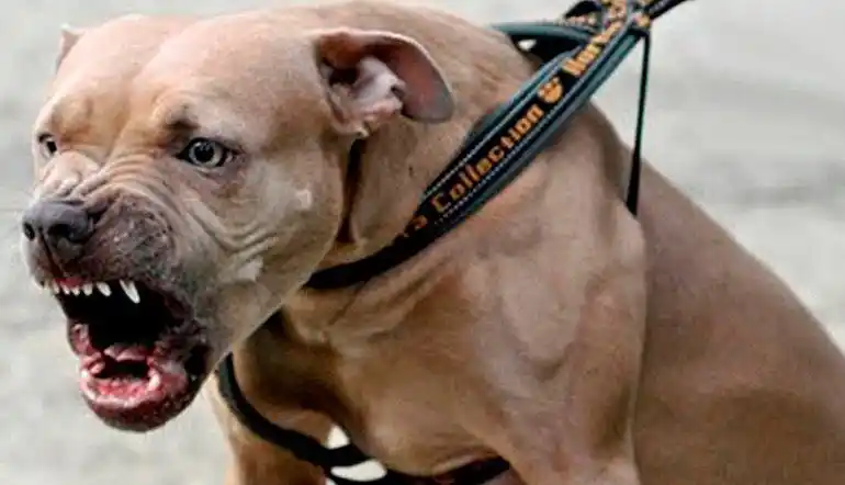 ATAQUE FEROZ DE DOS PITBULLS acabaron con la vida de una abuela de 72 años en Margarita