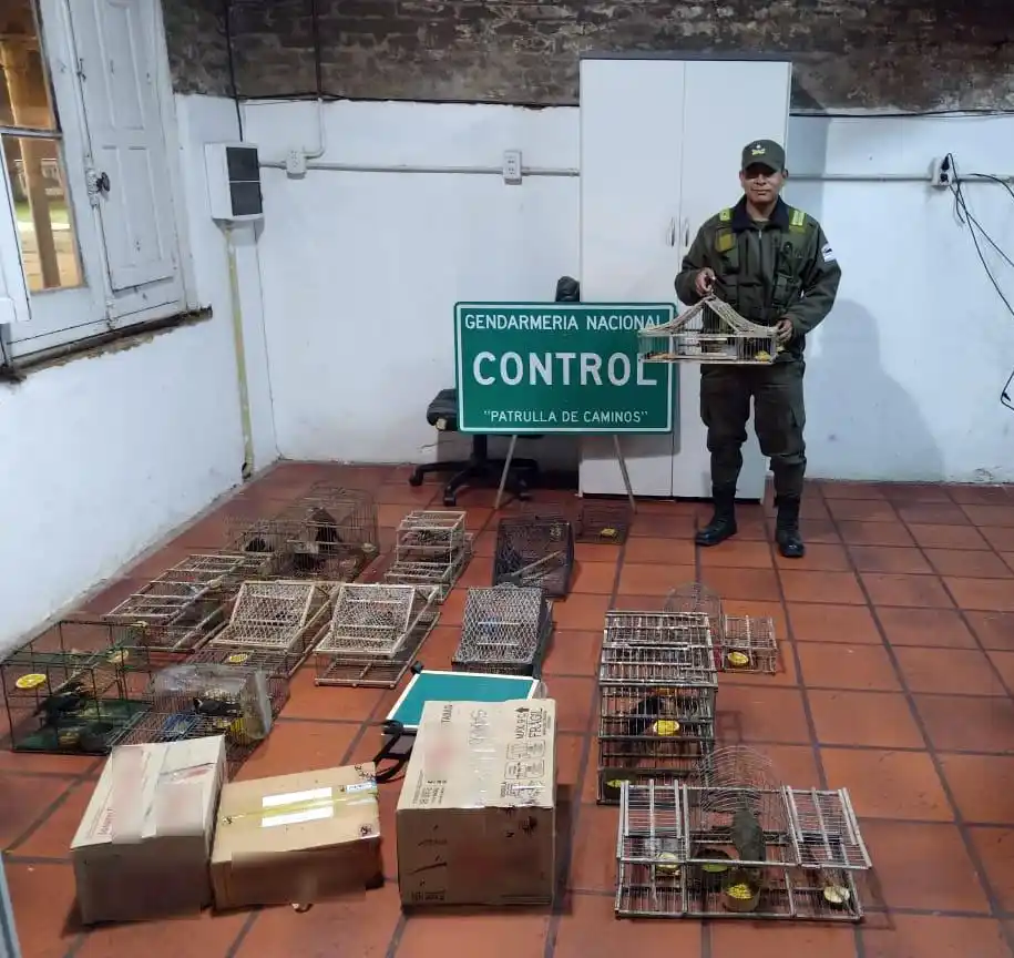 Rescatan 35 aves de distintas especies transportadas en una camioneta