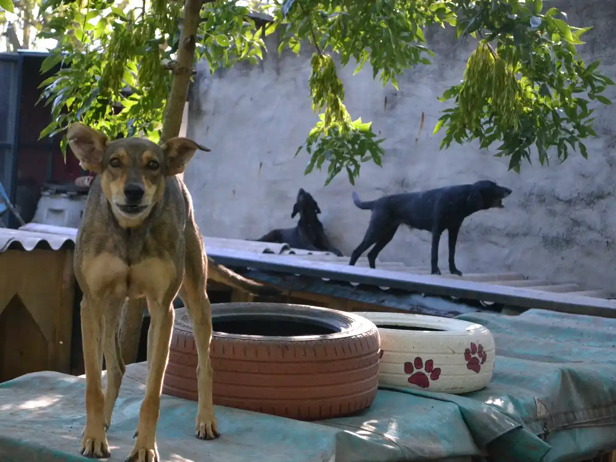El respeto por la vida y  los animales también se  enseña en las aulas
