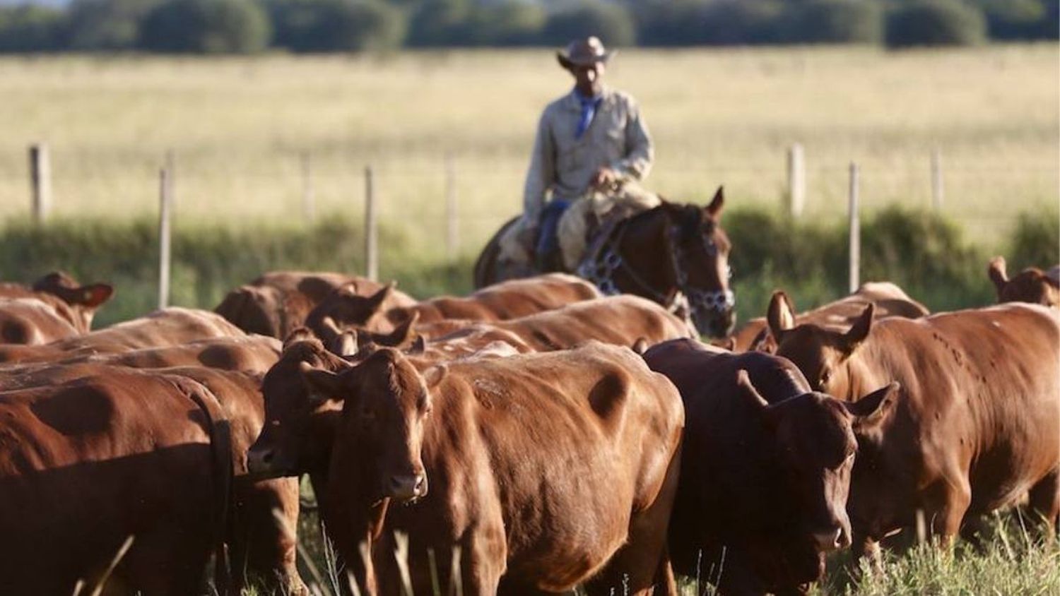 Lanzan una plataforma para invertir en el sector agroganadero