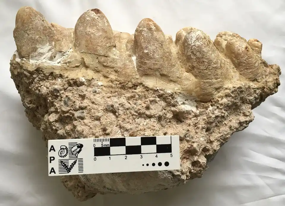 Ante la bajante del río procuran proteger restos arqueológicos y paleontológicos en islas