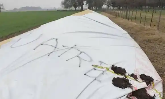 Reclamo de Rotman al gobierno por la destrucción de los silobolsas 