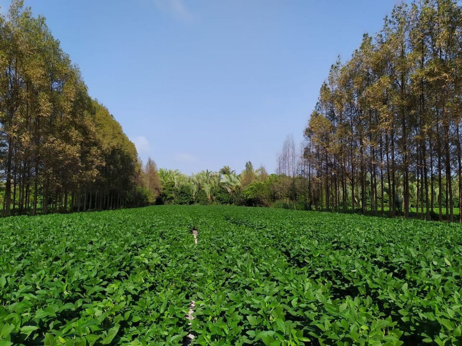 Experimento de agricultura busca poner a Brasil como referente mundial