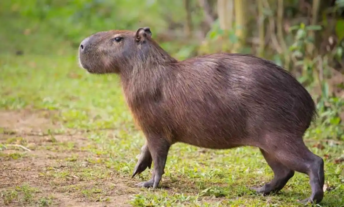 Carpinchos en Pilar: ya no son solo “vecinos” de Nordelta