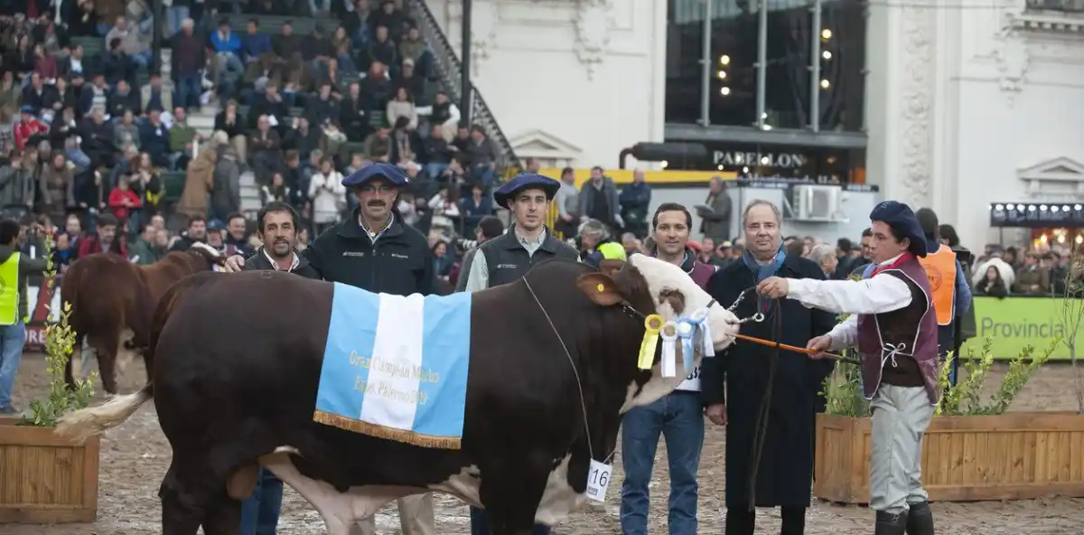 El toro Gran Campeón Macho en Braford es de Gualeguaychú