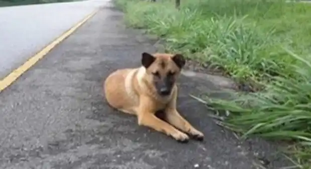 Atropelló un perro y lo abandonó: Deberá donar 3 mil pesos y gastos veterinarios 