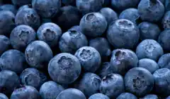 Mejoras en el Programa de pre embarque de arándanos para exportar a EE.UU.