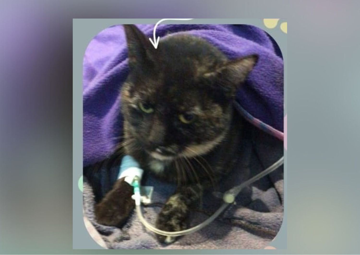 Pedido solidario para la gatita Nina: fue atacada por un perro y necesita ser operada de urgencia