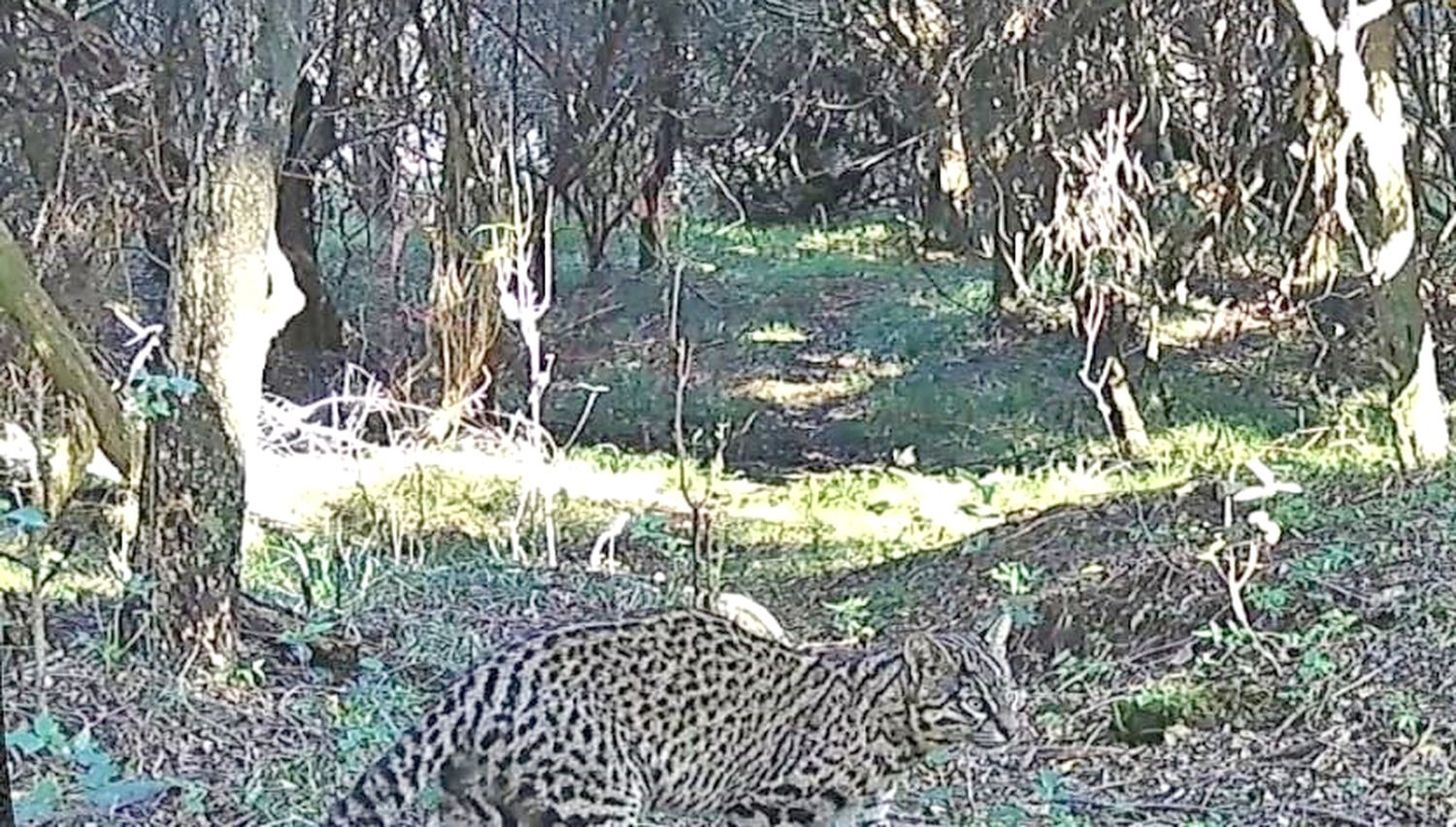 Apareció un Gato Montés en la reserva natural “Las Piedras”