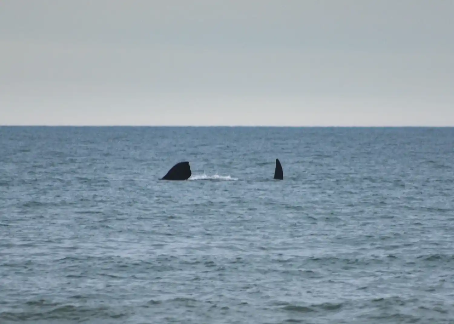 Una linda tarde en Claromecó con visita de ballenas incluida