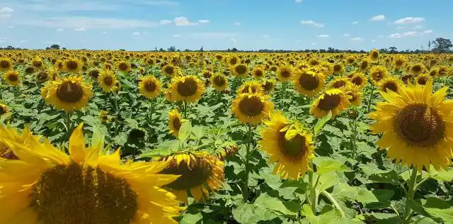 A punto de finalizar la cosecha, el girasol se perfila para las 3,9 millones de toneladas
