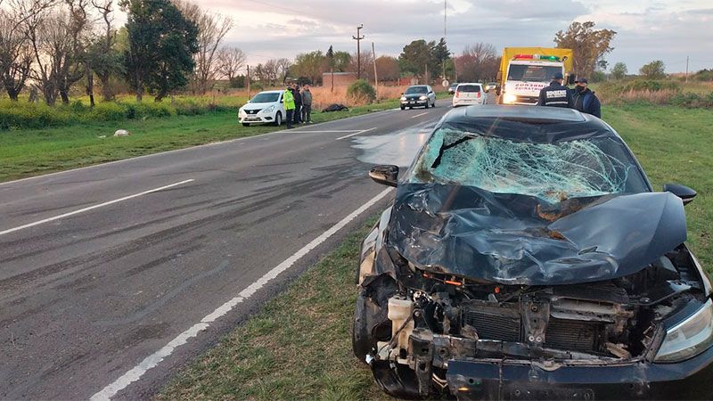 Un auto chocó contra dos caballos en la Ruta 11