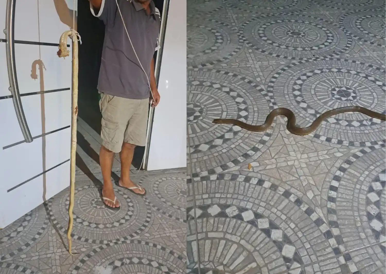 La víbora en el patio de una casa de Vuelta de Obligado capturada por un baqueano.