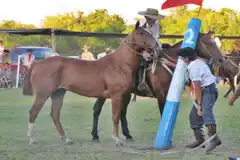 Buscan que se prohíban las jineteadas y las domas de caballos en Entre Ríos