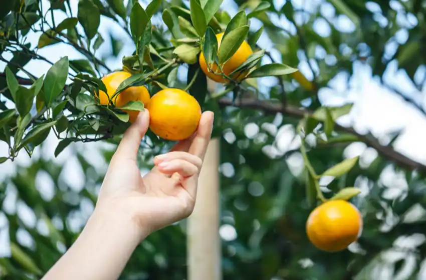 De naranjas y sabiduría