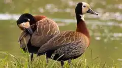 Repudian la habilitación de temporada de caza deportiva menor en Entre Ríos