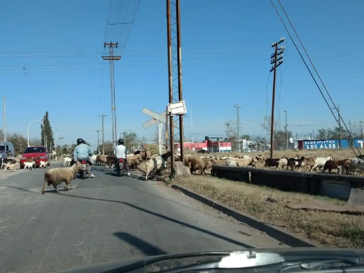 Otra vez animales sueltos  causaron desorden en el  tránsito del interprovincial   