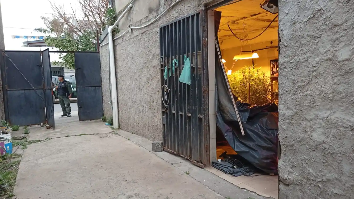 invernadero marihuana rosario - 3