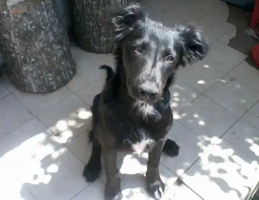 Buscamos hogares con mucho amor