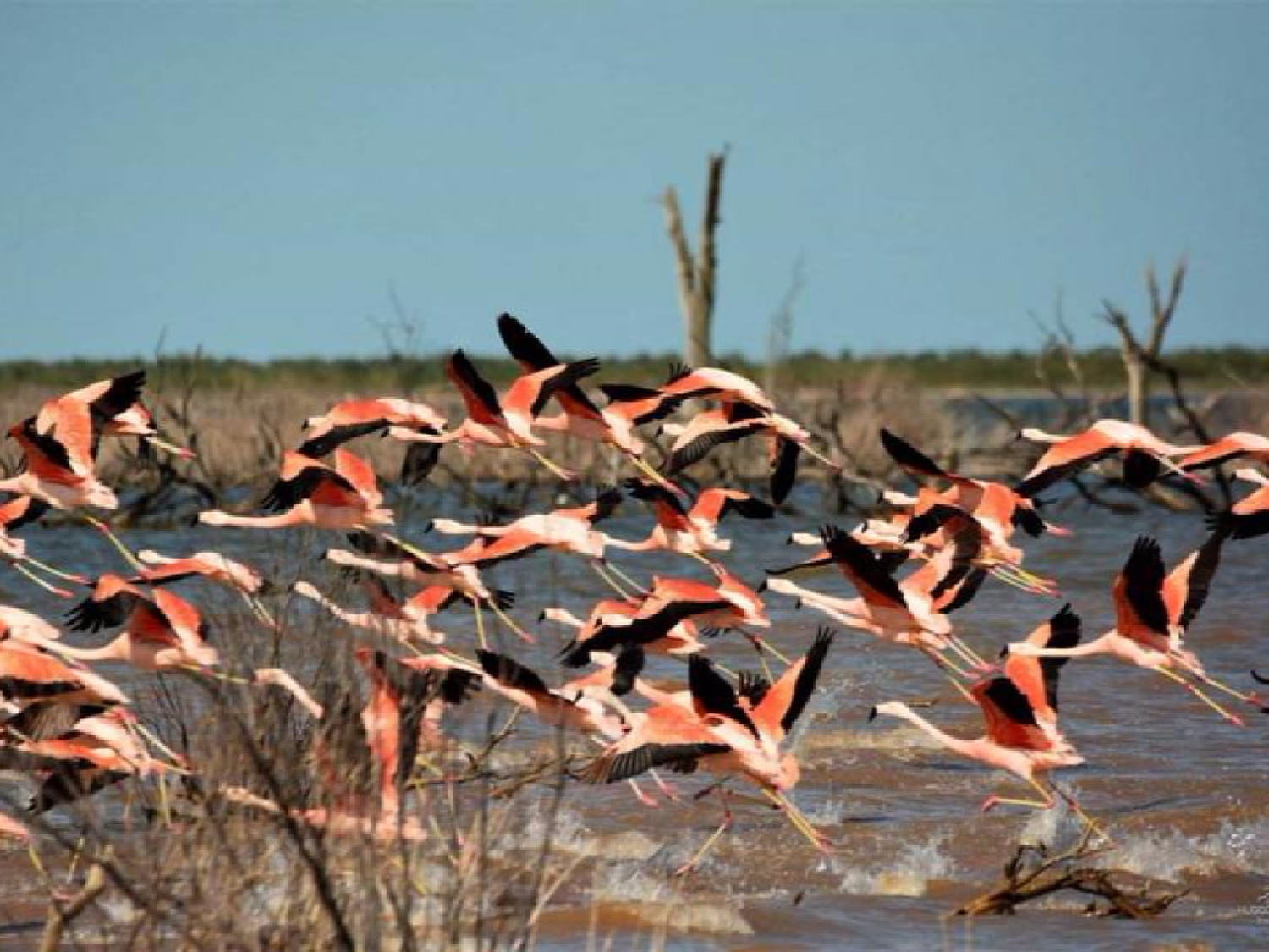 La laguna Mar Chiquita se tiñe de rosa