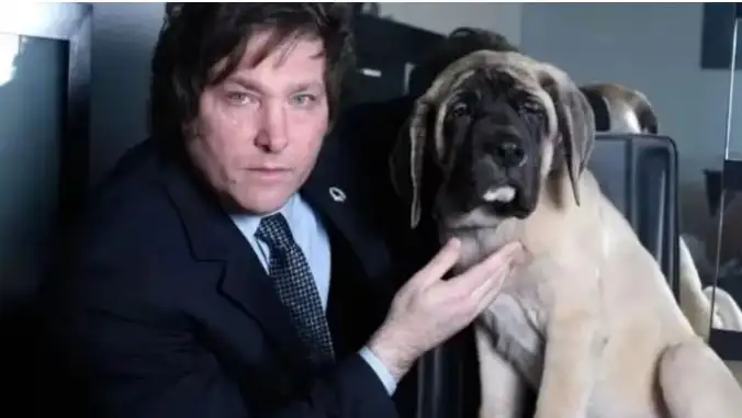 “Ley Conan”: de qué se trata el nuevo proyecto contra el maltrato animal