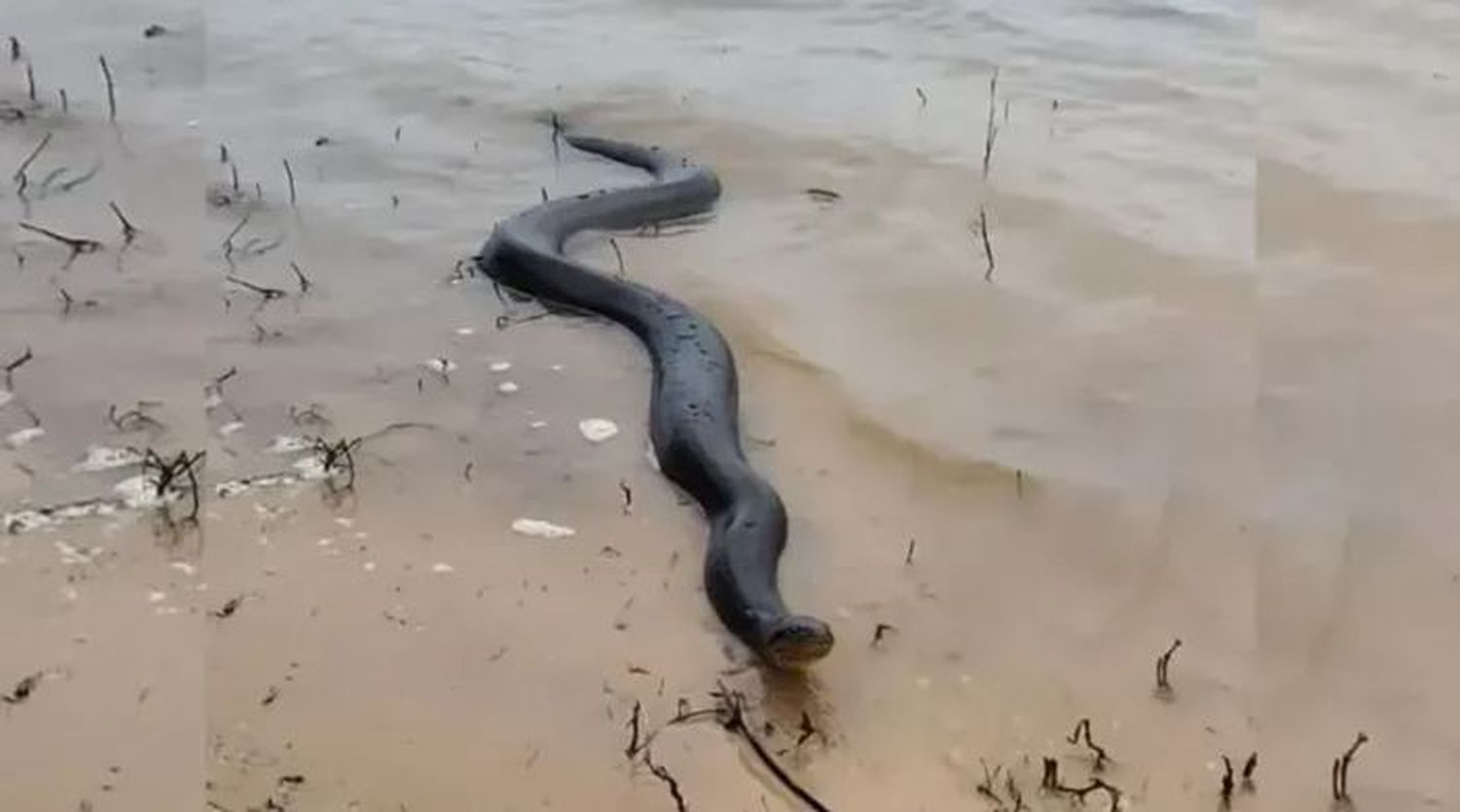 Apareció una anaconda amarilla en una playa y sorprendió a los que estaban tomando sol