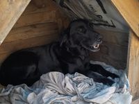 Cuatro Patas Tandil: uniendo corazones por los animales vulnerables