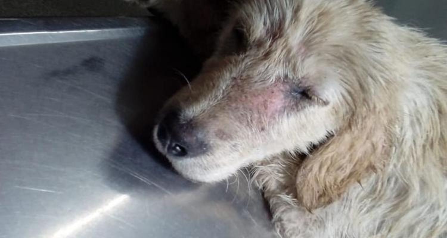 Maltrato animal: Preocupa la escalada de violencia de los casos que asisten proteccionistas y vecinos
