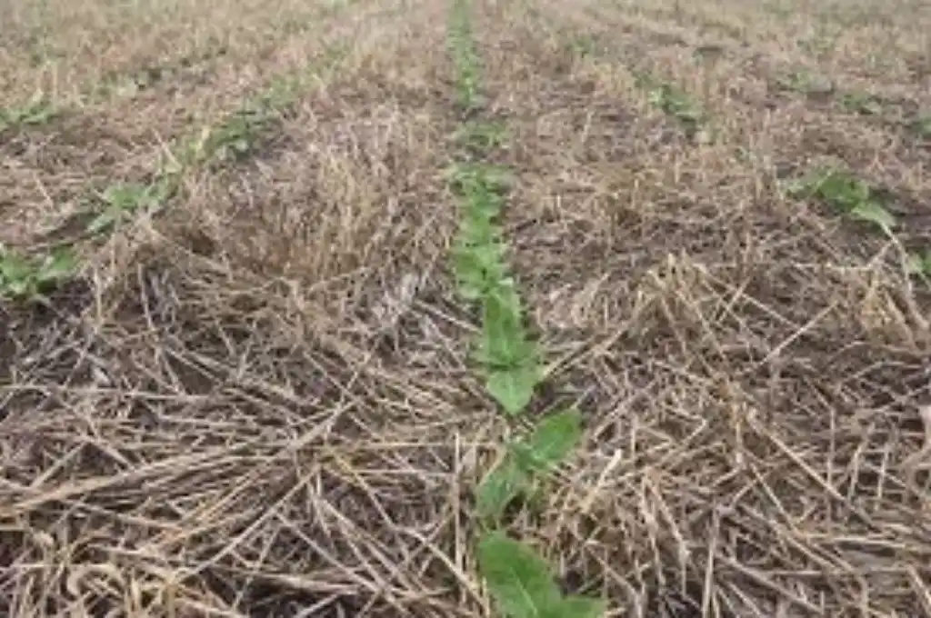 El período seco afecta la cosecha fina y condiciona la gruesa en el centro y norte de Santa Fe