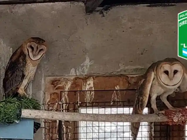 Las dos lechuzas rescatadas por la Guardia Rural.