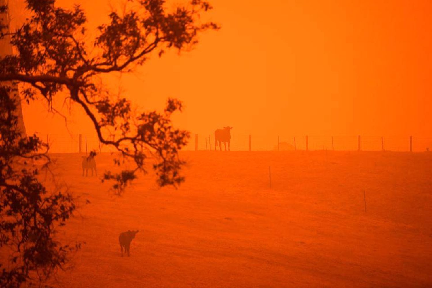 Las causas del incendio: ¿por qué Australia vive su propio infierno?