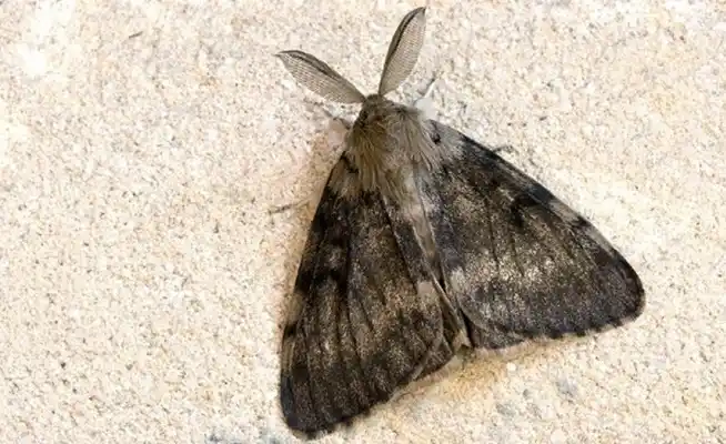 Declararon el estado de alerta nacional por la "polilla gitana"