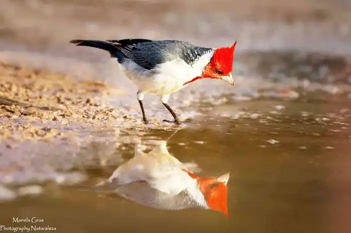 Beatriz Romero -  Mariela  Gras  fotógrafas por la   naturaleza
