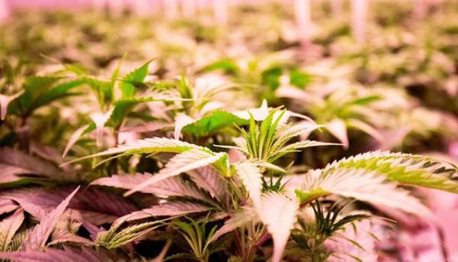 Cannabis: una breve historia  cultural del cáñamo