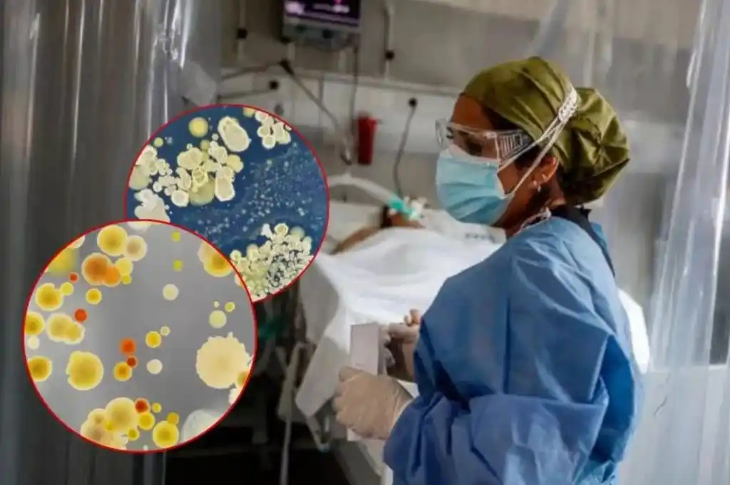 Alarma en hospitales de EE.UU. por un hongo mortal que se propaga a un ritmo inquietante